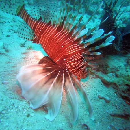 Dive Planet Mafia Island Utende Екстериор снимка