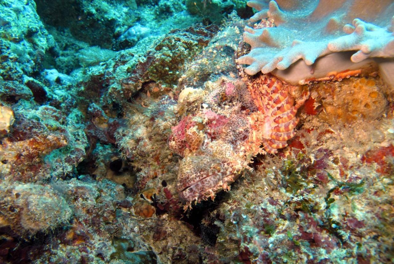 Dive Planet Mafia Island Utende Екстериор снимка