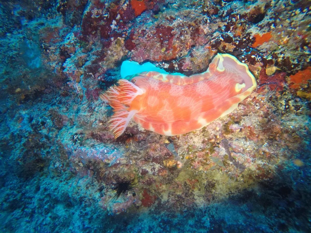 Dive Planet Mafia Island Utende Екстериор снимка