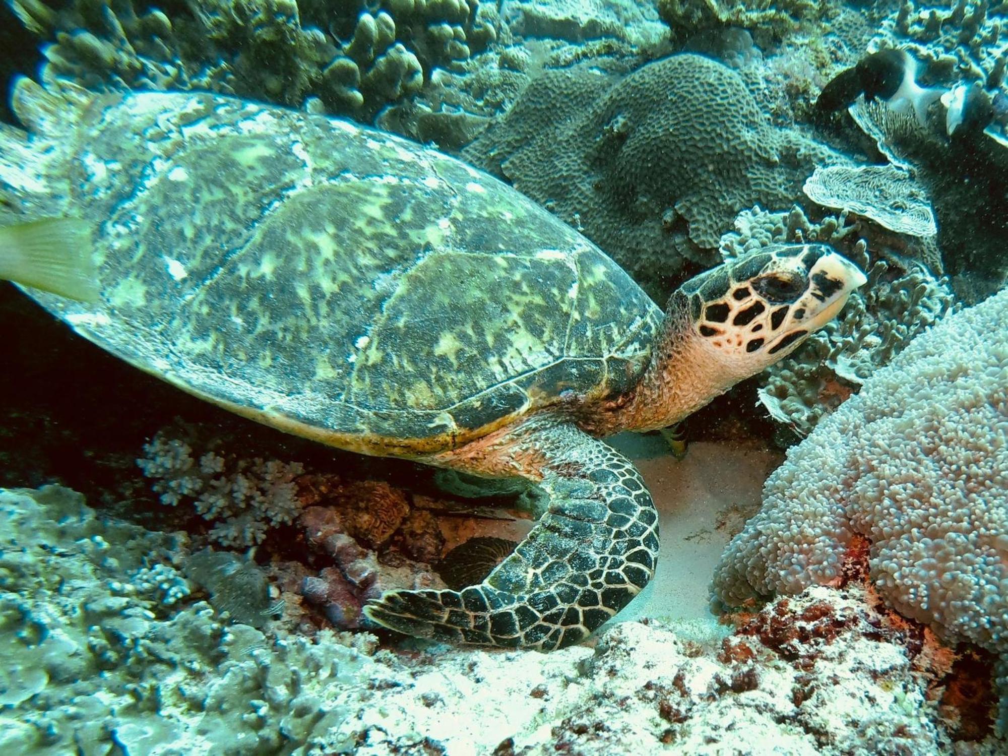 Dive Planet Mafia Island Utende Екстериор снимка
